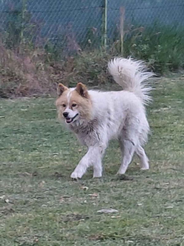 Poklon - Mešanac akita inu i samojeda, star 2 godine - Psi Oglasi Beograd
