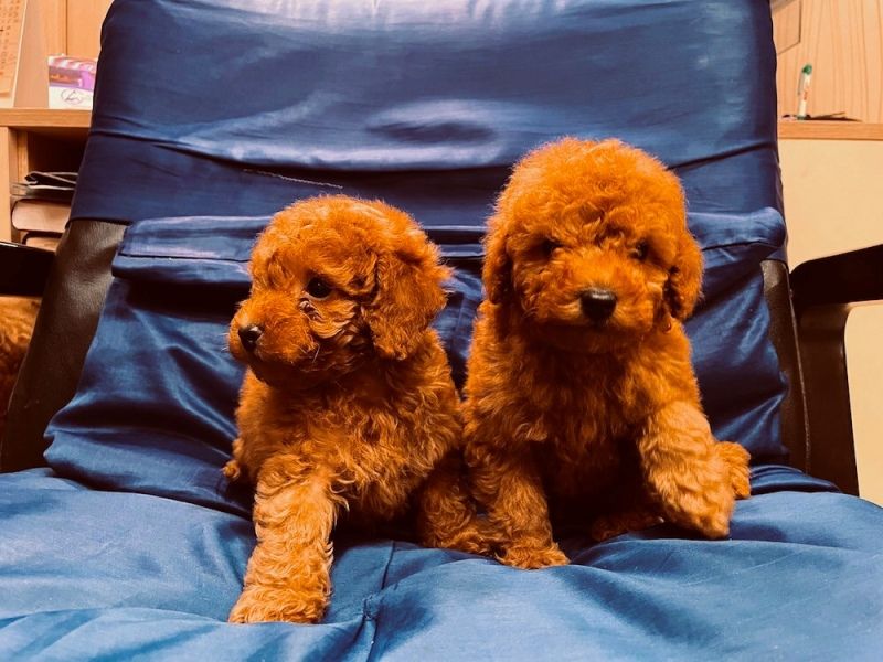 Prelepe Francuske Toy i patuljaste pudle - Psi Oglasi Beograd