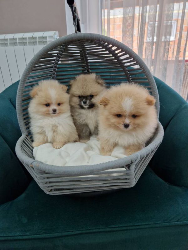 Pomeranci preslatki, malene bebice - Psi Oglasi Beograd