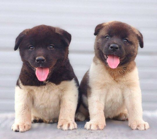Američka Akita štenci - Psi Oglasi Beograd