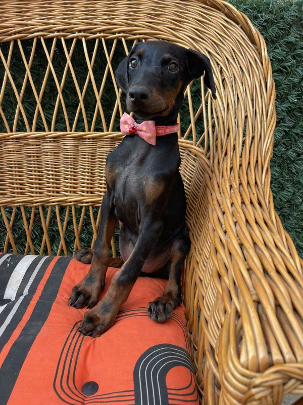 Doberman štenci - Psi Oglasi Beograd