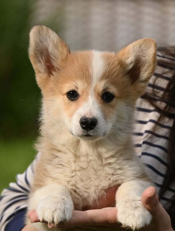 Velski korgi/Welsh Corgi Pembroke - Psi Oglasi Beograd