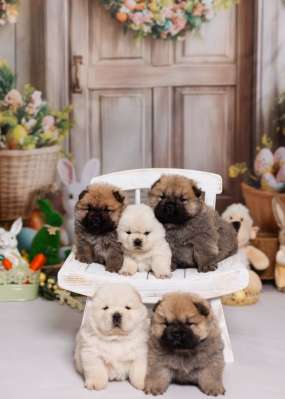 CHOW CHOW stenci - Psi Oglasi Beograd