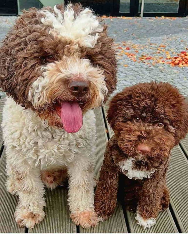Dostupno novo leglo LAGOTTO ROMANJOLO - Psi Oglasi Beograd Dostupno novo leglo LAGOTTO ROMANJOLO - Psi Oglasi Beograd