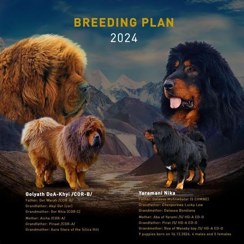 TIBETSKI MASTIFF, štenci na prodaju! - Psi Oglasi Beograd TIBETSKI MASTIFF, štenci na prodaju! - Psi Oglasi Beograd