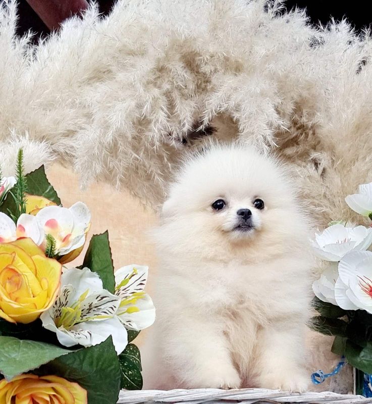 Pomeranac BOO - Psi Oglasi Beograd Pomeranac BOO - Psi Oglasi Beograd