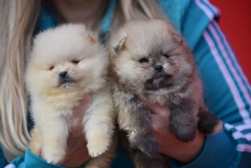 Pomeranac BOO - Psi Oglasi Beograd Pomeranac BOO - Psi Oglasi Beograd