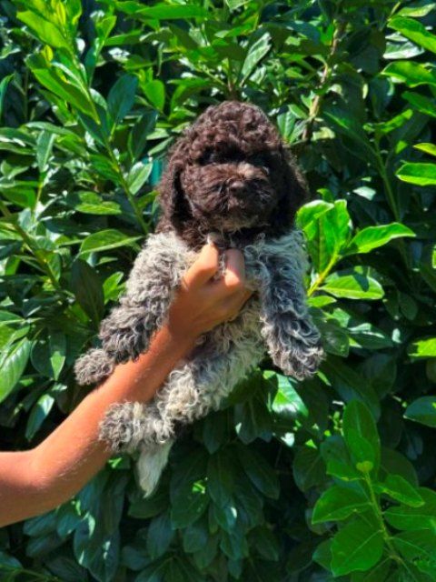 Lagotto Romagnolo štenci - Psi Oglasi Beograd