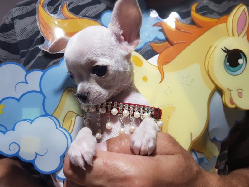 MINI PRINCESS CHIHUAHUE - Psi Oglasi Beograd MINI PRINCESS CHIHUAHUE - Psi Oglasi Beograd