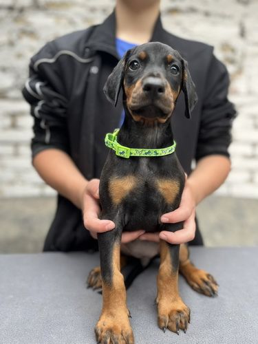 Prodaju se prelepi štenci dobermana, starosti 2 meseca - Psi Oglasi Beograd Prodaju se prelepi štenci dobermana, starosti 2 meseca - Psi Oglasi Beograd