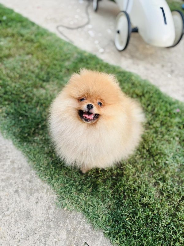 Pomeranac musko stene - Psi Oglasi Beograd Pomeranac musko stene - Psi Oglasi Beograd