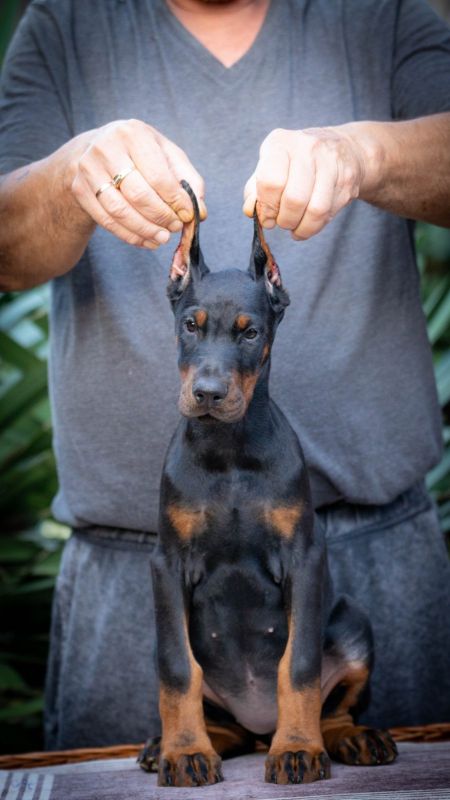 Doberman štenci - Psi Oglasi Beograd