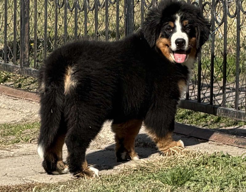 Na prodaju stenci bernskog planinskog psa, odlicnog kvaliteta - Psi Oglasi Beograd