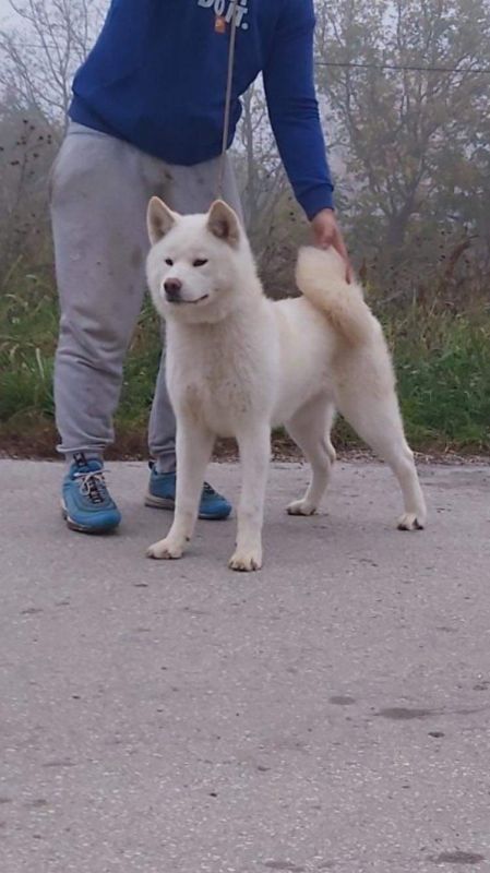 Japanska akita inu štenci - Psi Oglasi Beograd