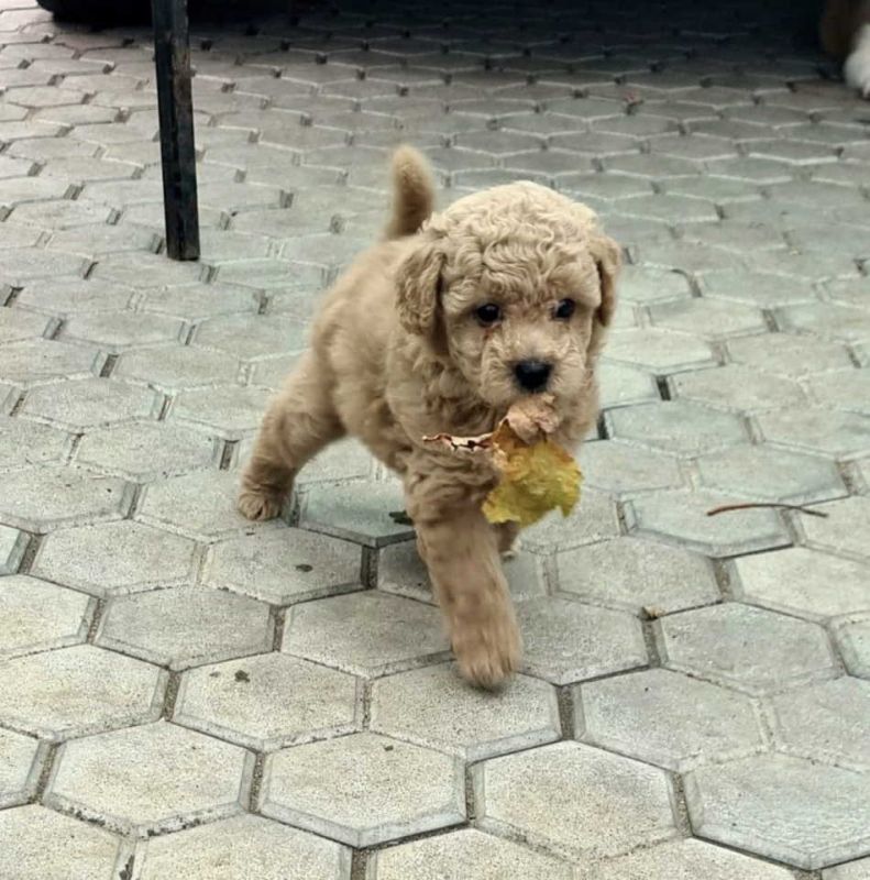 Toy mini aprikot PUDLA - Psi Oglasi Beograd Toy mini aprikot PUDLA - Psi Oglasi Beograd
