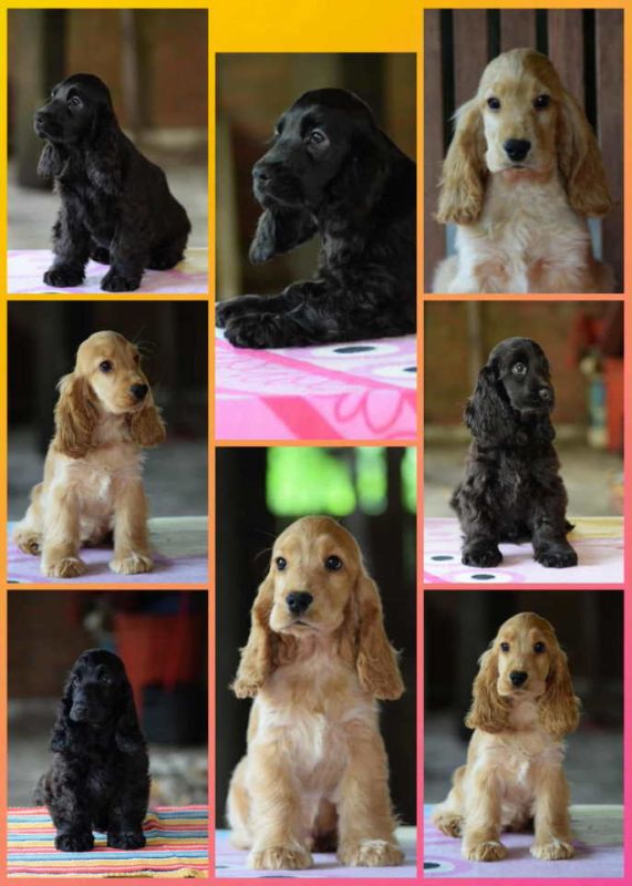 Engleski koker španijel Stenci vrhunskog kvaliteta i porekla - Psi Oglasi Beograd