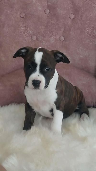 Američki stafordski terijer štenci - Psi Oglasi Beograd