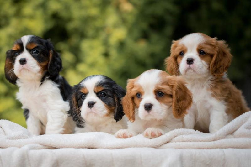 CAVALIER KING CHARLES spaniel štenci - Psi Oglasi Beograd CAVALIER KING CHARLES spaniel štenci - Psi Oglasi Beograd