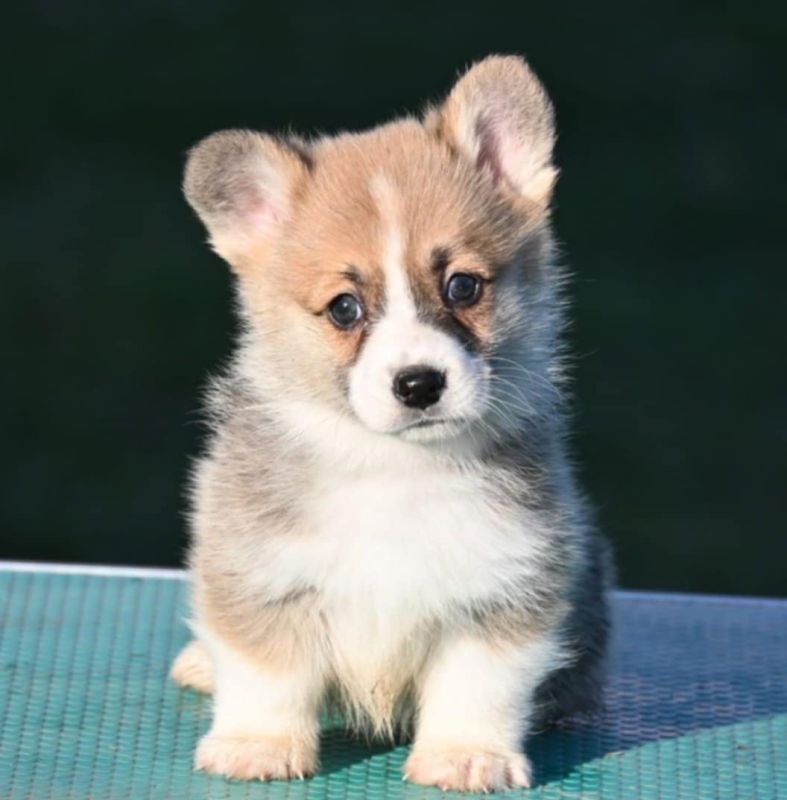 Velski korgi/Welsh Corgi Pembroke - Psi Oglasi Beograd Velski korgi/Welsh Corgi Pembroke - Psi Oglasi Beograd