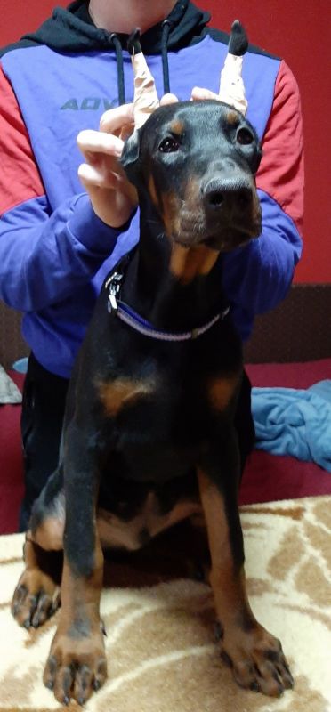 Štenci dobermana - Psi Oglasi Beograd Štenci dobermana - Psi Oglasi Beograd