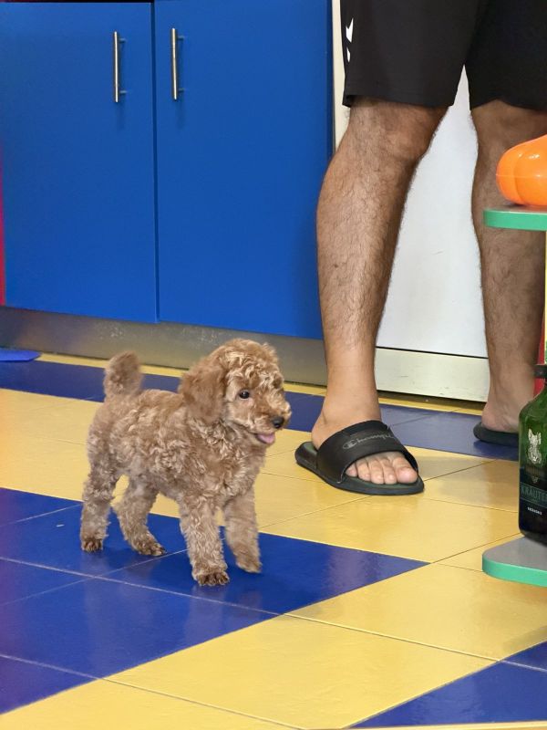 Toy Pudla prelepi štenci - Psi Oglasi Beograd