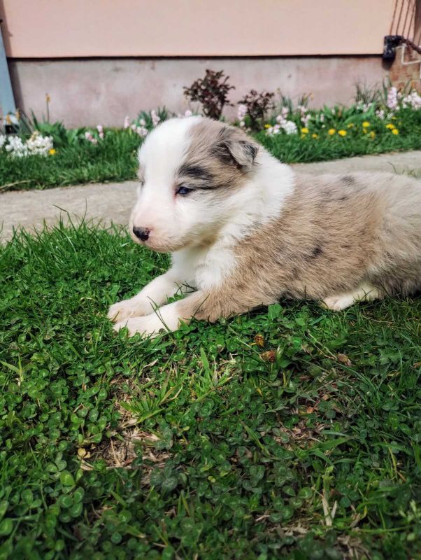 Štenci Border collie - Psi Oglasi Beograd