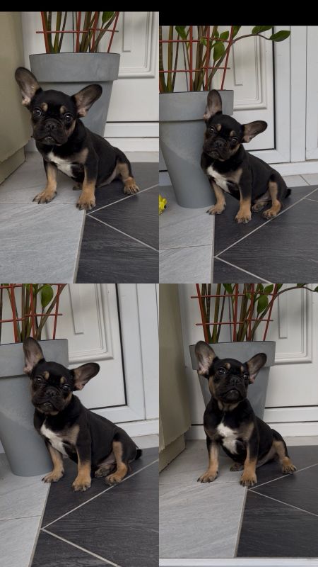 Francuski Buldog black & tan musko stene - Psi Oglasi Beograd