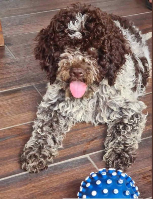 Dostupno novo leglo LAGOTTO ROMANJOLO - Psi Oglasi Beograd Dostupno novo leglo LAGOTTO ROMANJOLO - Psi Oglasi Beograd