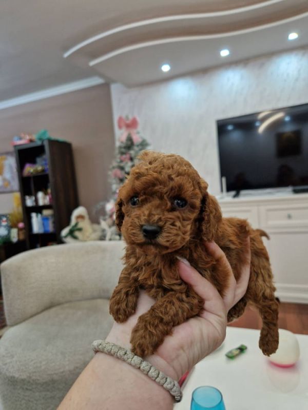 Toy i mini pudlice aprikot i crvene boje - Psi Oglasi Beograd Toy i mini pudlice aprikot i crvene boje - Psi Oglasi Beograd