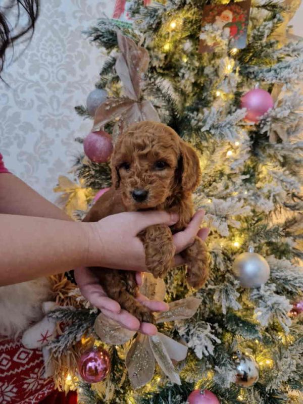 Preslatke malene toy pudle spremne za preuzimanje - Psi Oglasi Beograd