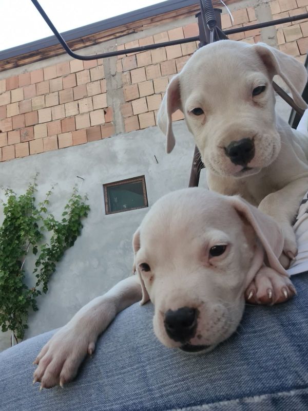 Dogo argentino štenci - Psi Oglasi Beograd Dogo argentino štenci - Psi Oglasi Beograd