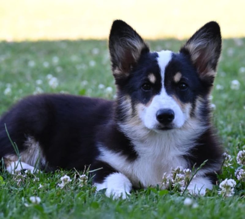 Velški korgi/Welsh Corgi Pembroke - Psi Oglasi Beograd