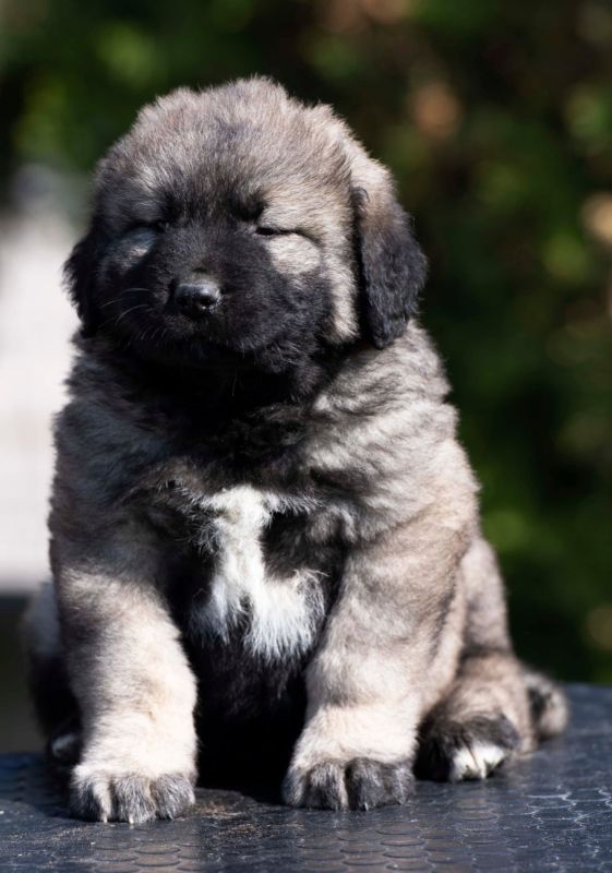 Kavkaski Ovčar štenci - Psi Oglasi Beograd