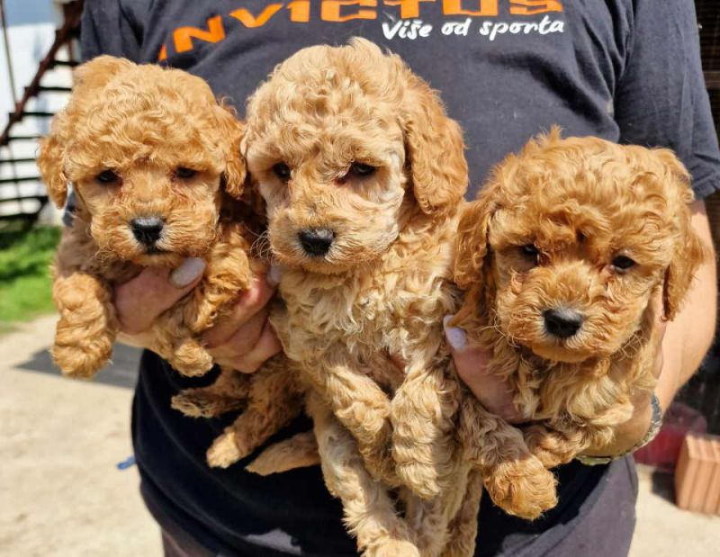 Toy pudle maleni mečići spremni za preuzimanje - Psi Oglasi Beograd