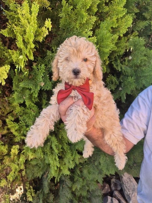 Labradoodle F1b preslatki štenci - Psi Oglasi Beograd