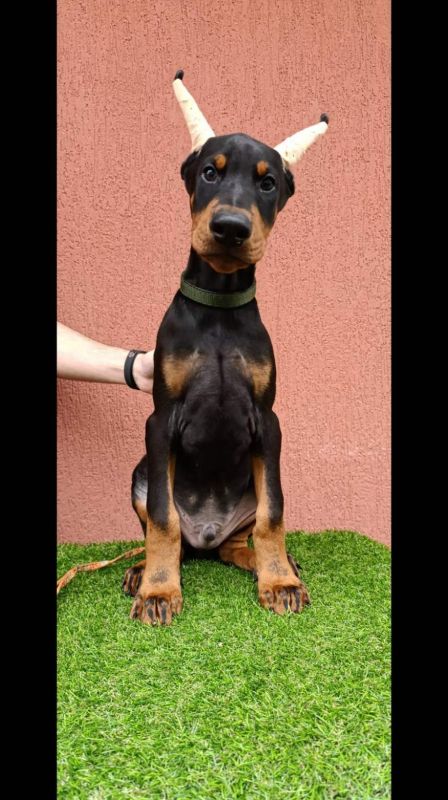 Štenci dobermana - Psi Oglasi Beograd Štenci dobermana - Psi Oglasi Beograd