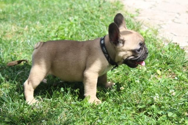Francuski Buldog štenci - Psi Oglasi Beograd
