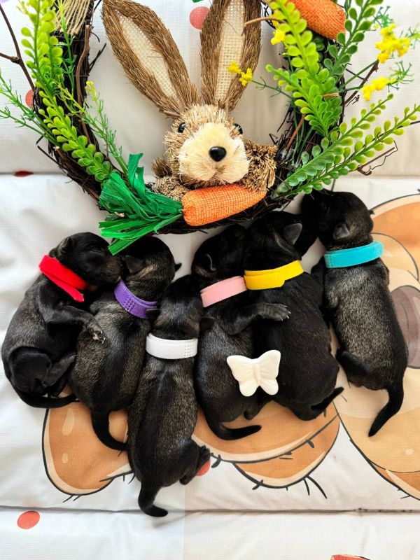 Patuljasti Šnaucer prelepi stenci - Psi Oglasi Beograd