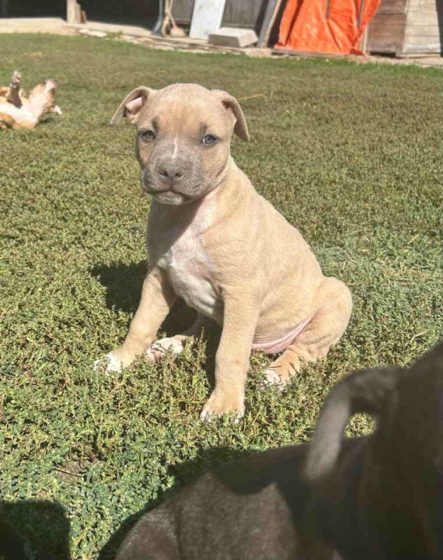 AMERIČKI PIT BUL štenci - Psi Oglasi Beograd