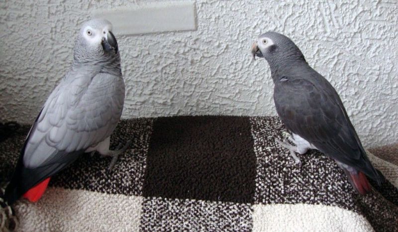 Cineri, nojevi, macaw, afrički sivi, kokatoo, amazon, eclectus papigavi pilići i plodna jaja na prodaju - Ptice Oglasi Beograd Cineri, nojevi, macaw, afrički sivi, kokatoo, amazon, eclectus papigavi pilići i plodna jaja na prodaju - Ptice Oglasi Beograd