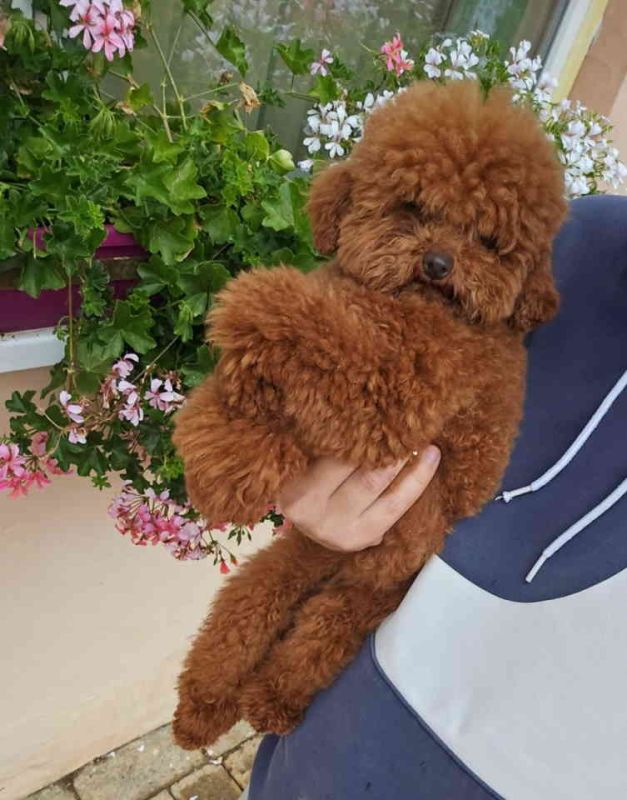 Najmanje pudle, od najlepsih roditelja u Evropi - Psi Oglasi Beograd