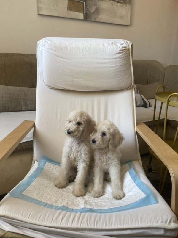 Standard pudle (kraljevske pudle) - Psi Oglasi Beograd