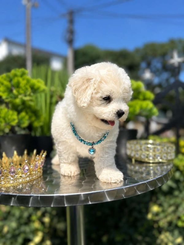Bichon Frise štenci - Psi Oglasi Beograd