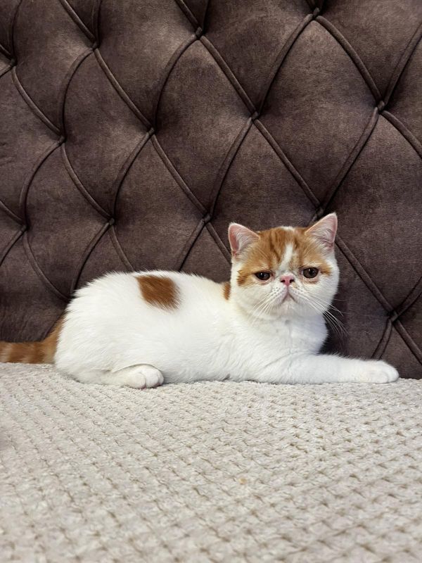 Egzotični kratkodlaki mačići (Exotic Shorthair) - Mačke Oglasi Beograd
