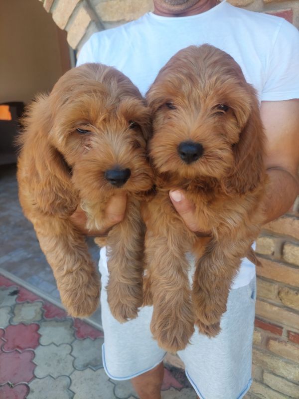 Cockapoo štenci - Psi Oglasi Beograd