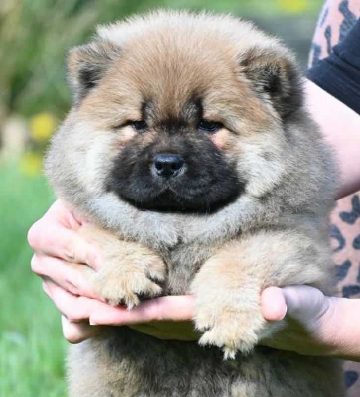 Chow Chow Čau Čau štenci - Psi Oglasi Beograd
