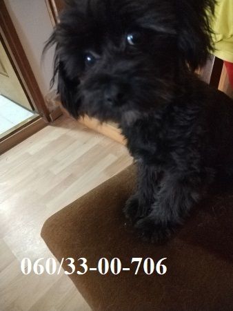 Maltipoo štene - Psi Oglasi Beograd Maltipoo štene - Psi Oglasi Beograd