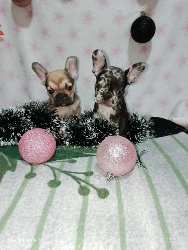 Francuski buldog –  četiri muška šteneta I jedna ženkica - Psi Oglasi Beograd