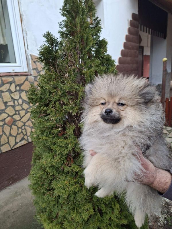 Stenci pomeranskog spica - Psi Oglasi Beograd