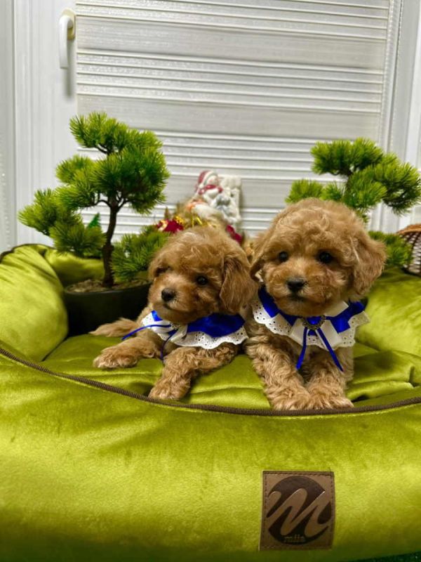 Pudle na prodaju - Psi Oglasi Beograd